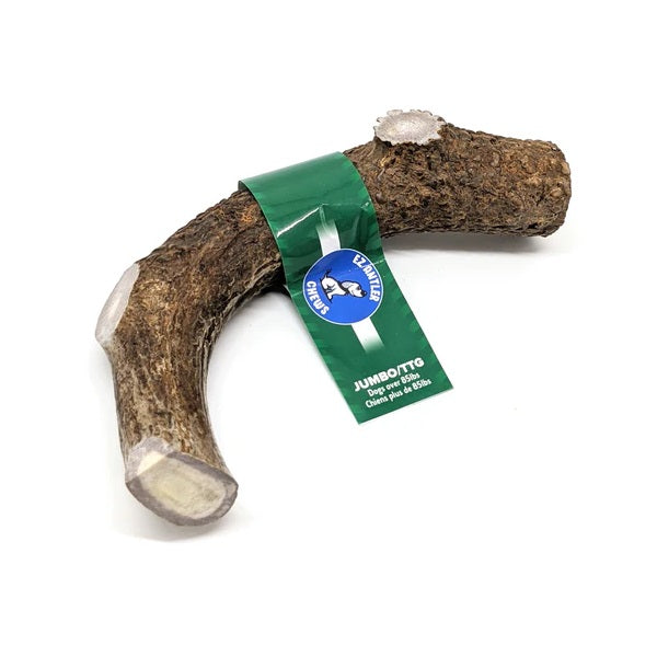 Bois de Cerf Entier - Géant