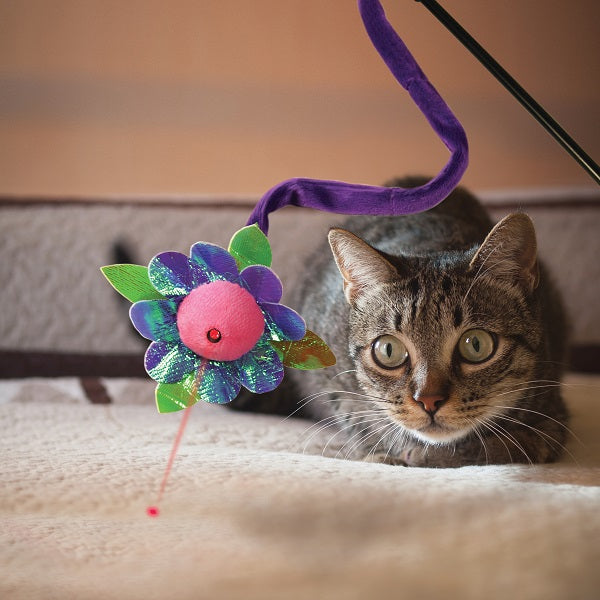 Kong Agace Chats à Laser Personnages Assortis