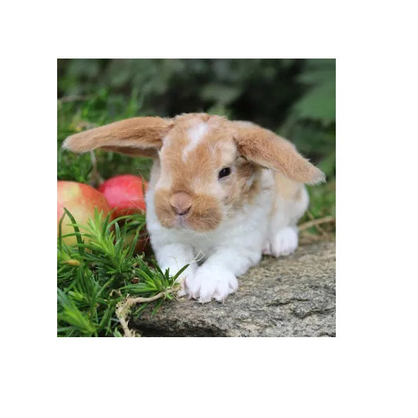 Beaux Lapins Aliment Complet pour Lapin 2kg - La boite à Penny