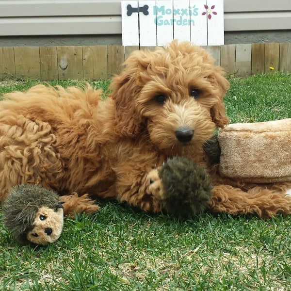 ZippyPaws Terrier pour hérissons - La boite à Penny