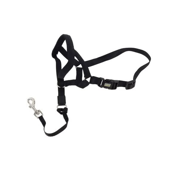 Licol de Tête pour chien - Coastal Walk'n'Train - XX-Large - La boite à Penny