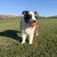 KONG Bunji High-Viz Balle Large