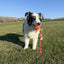 KONG Bunji High-Viz Balle moyenne